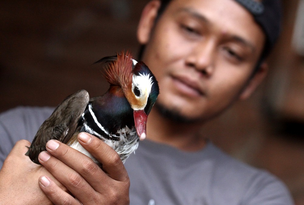 Bebek Mandarin: Tren Baru Hewan Peliharaan Mewah dengan Harga Fantastis