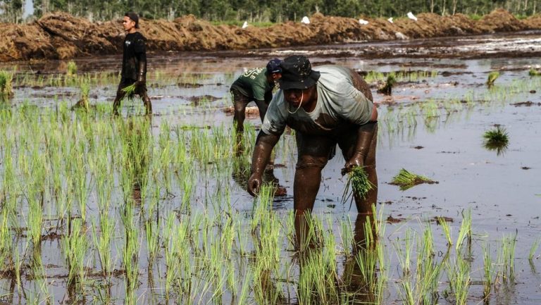 Mentan dan Menkeu Tinjau Langsung Proyek Cetak Sawah Nasional di Merauke: Target Swasembada Pangan Dipercepat
