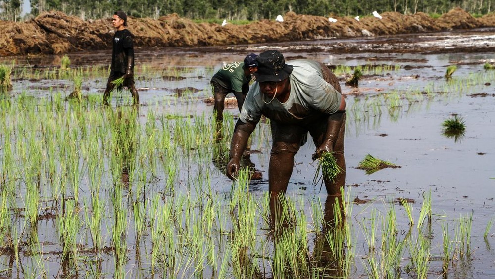 Mentan dan Menkeu Tinjau Langsung Proyek Cetak Sawah Nasional di Merauke: Target Swasembada Pangan Dipercepat