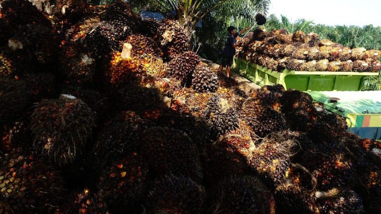 Negara Manfaatkan 221 Ribu Hektare Lahan Sawit Hasil Sita Korupsi Duta Palma untuk Produksi Biodiesel