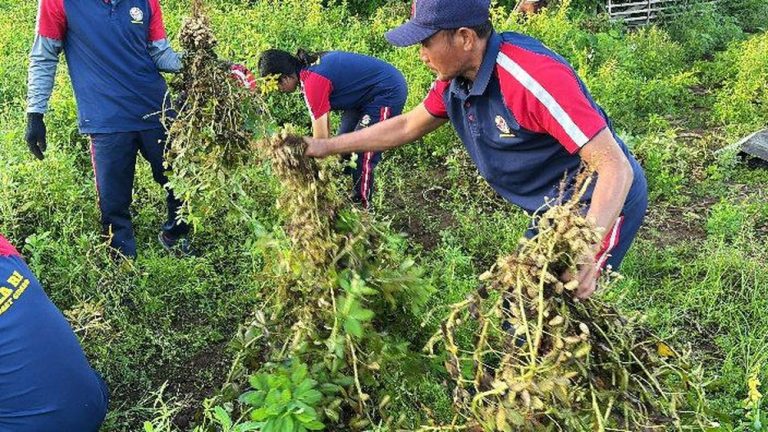 Panen Raya Kacang Tanah di Bali: Dukungan Bakamla untuk Ketahanan Pangan Nasional