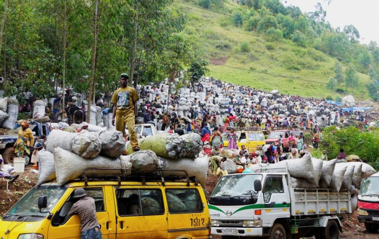 Pasar Arang yang Membara: Ancaman Mematikan bagi Gorila Grauer di Kongo Pasar Arang yang Membara: Ancaman Mematikan bagi Gorila Grauer di Kongo