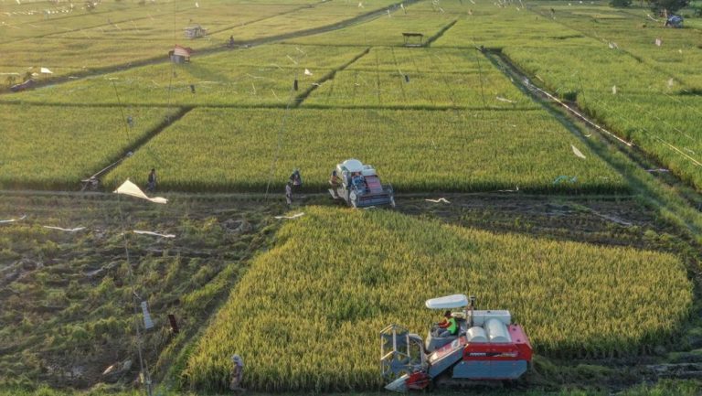ADB Suntik Dana Rp 656 Triliun untuk Perkuat Ketahanan Pangan Asia Pasifik