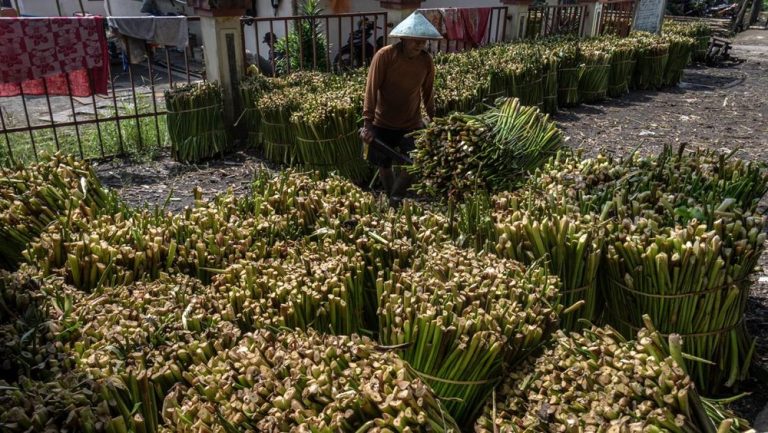 Harga Eceng Gondok di Rawa Pening Melonjak Tajam: Antara Kelangkaan dan Normalisasi Danau