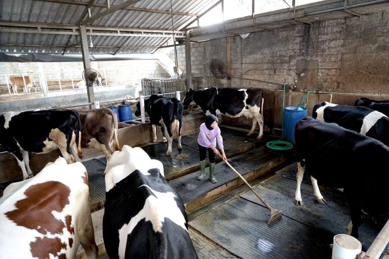 Melihat Masa Depan Produksi Susu Ramah Lingkungan di Pabrik Kejayan dan Peternakan Rakyat Malang