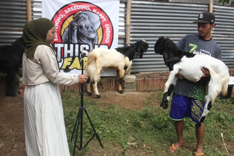 Inovasi Digital: Live Streaming Dorong Penjualan Kambing Kurban di Malang