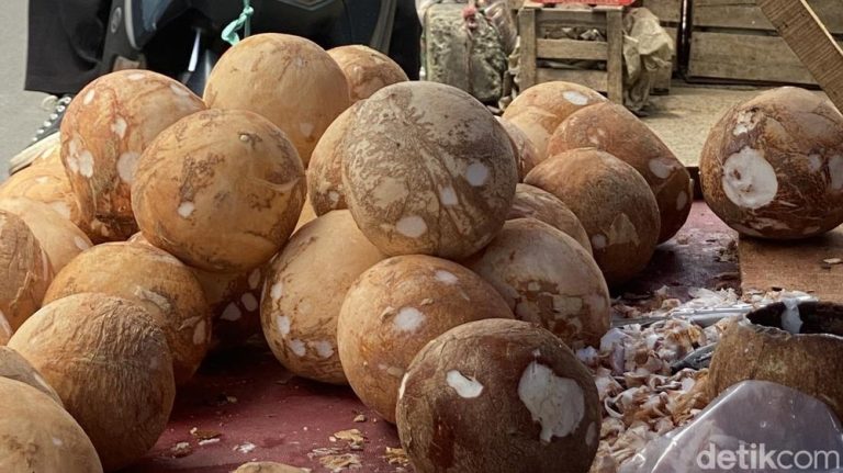 Kelangkaan Kelapa Ancam Industri Pengolahan: Menperin Akui Ketimpangan Regulasi