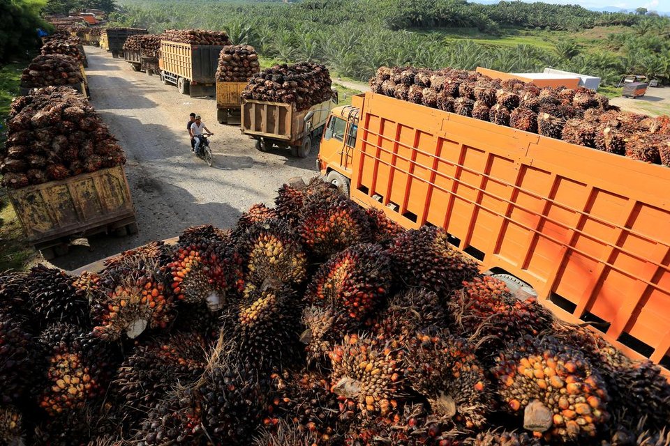 Kasus Korupsi Wilmar Group Terungkap: Inilah Fakta Mengejutkan dan Dampaknya ke Industri Sawit Nasional