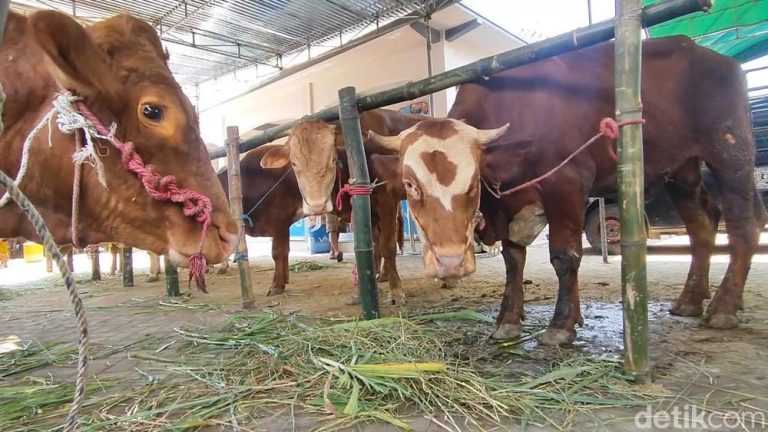 Beli Hewan Kurban Bebas Pajak, Ditjen Pajak Pastikan Tidak Ada PPN