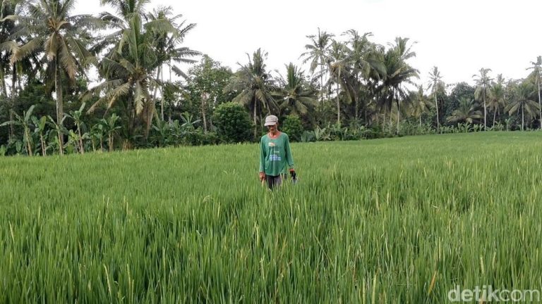 Menyejahterakan Petani: Kunci Menuju Ketahanan Pangan Indonesia yang Berkelanjutan