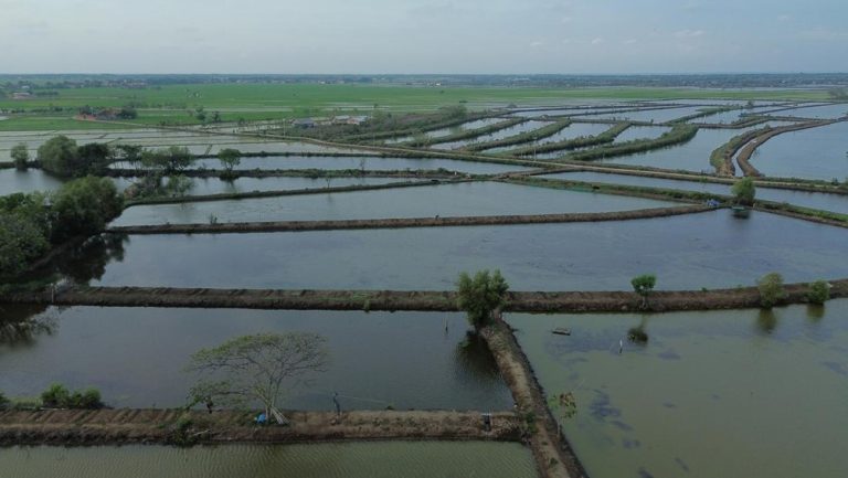 20.000 Hektar Tambak Pantura Terancam Tenggelam, KKP Siapkan Revitalisasi dan Tembok Laut Raksasa